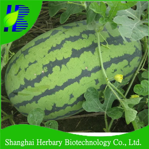 Hot Sale Hybrid Watermelon Seed For Planting