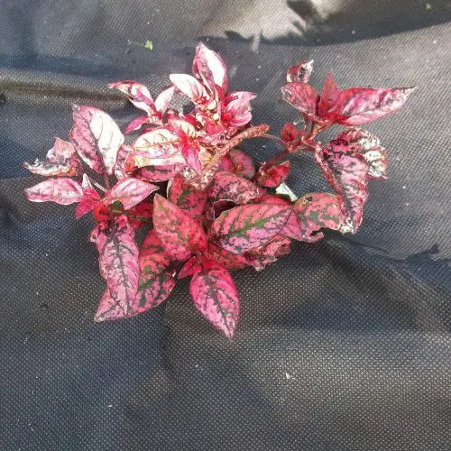 BSCI factory black pp nonwoven weed mat for garden plant