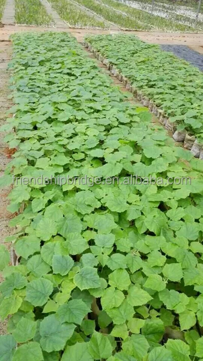 
Paulownia Elongata Cutting Roots 
