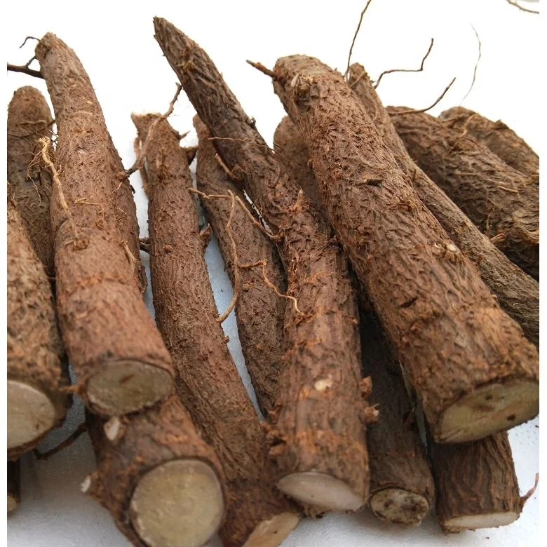 quarantine diploid fungicide and pesticide treated paulownia fortunei root cutting with phytosanitary certificate