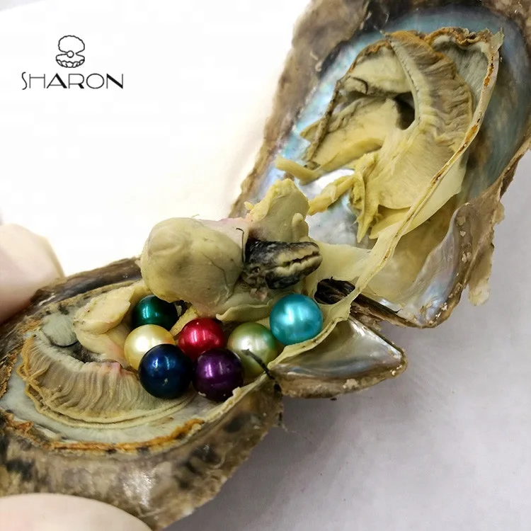 
AAAA Grade 6-7mm MIXED Color Vacuum Packed Oysters Akoya Pearl Oyster Saltwater Pearl Oyster Many Colours Stock 