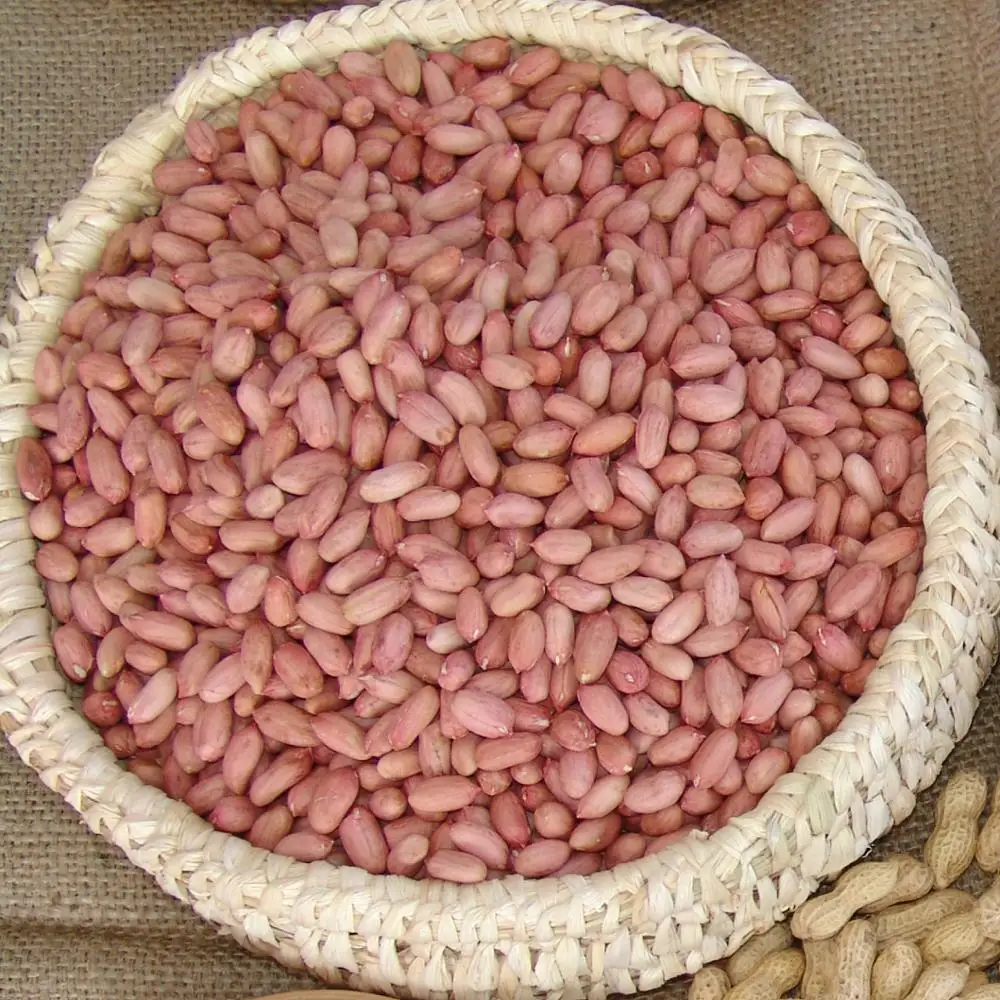 Wholesale raw organic blanched peanut for edible
