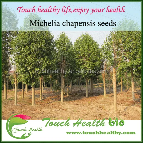 2021 Touchhealthy поставка по лучшей цене семян денди елия шапансиса