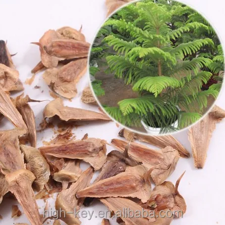
S301 Wholesale Cheapest High Germination Araucaria Plant 
