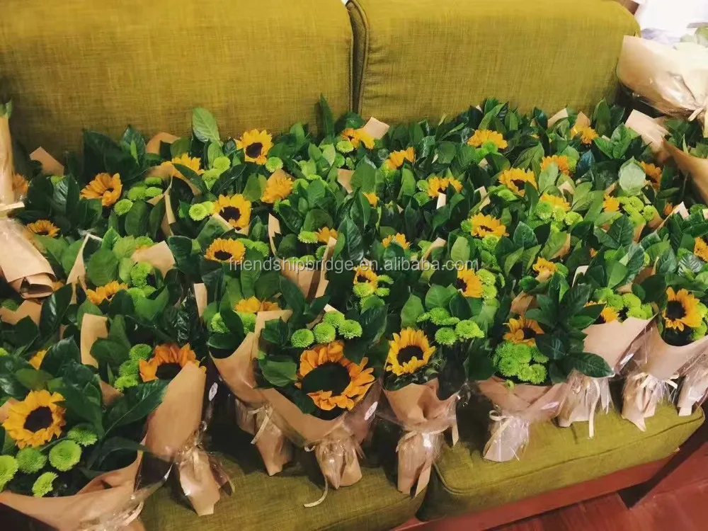 Beautiful fresh cut flower Helianthus annuus sunflower