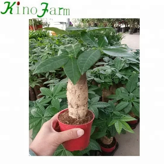 
Одиночная головка Pachira Mini Money trees бонсай 