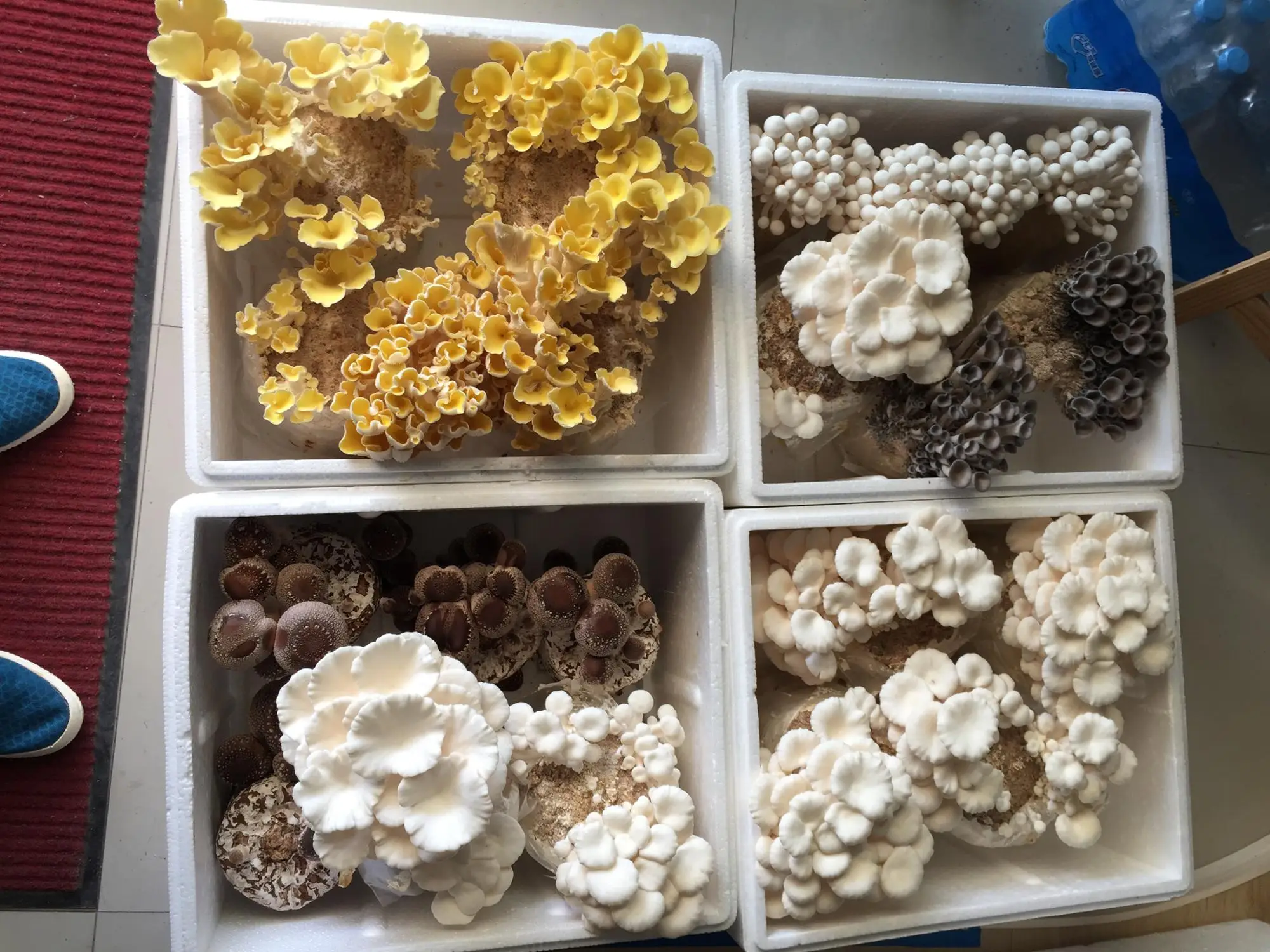 
Detan Oyster Mushroom Bag for export 