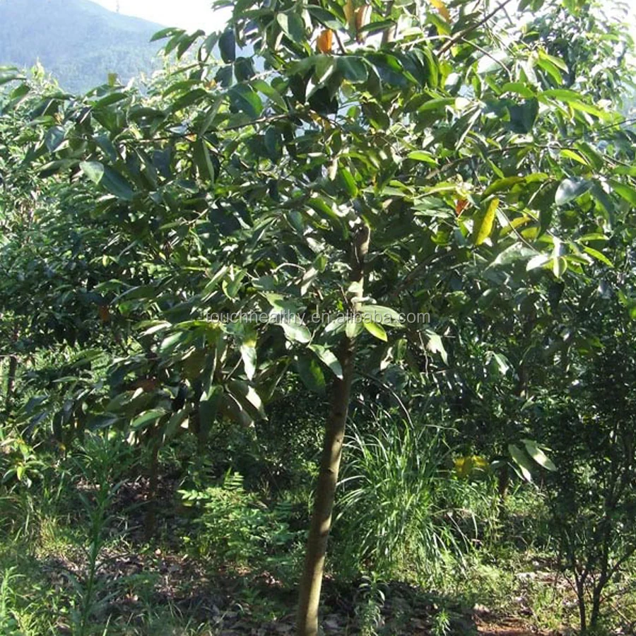 2021 Touchhealthy поставка по лучшей цене семян денди елия шапансиса