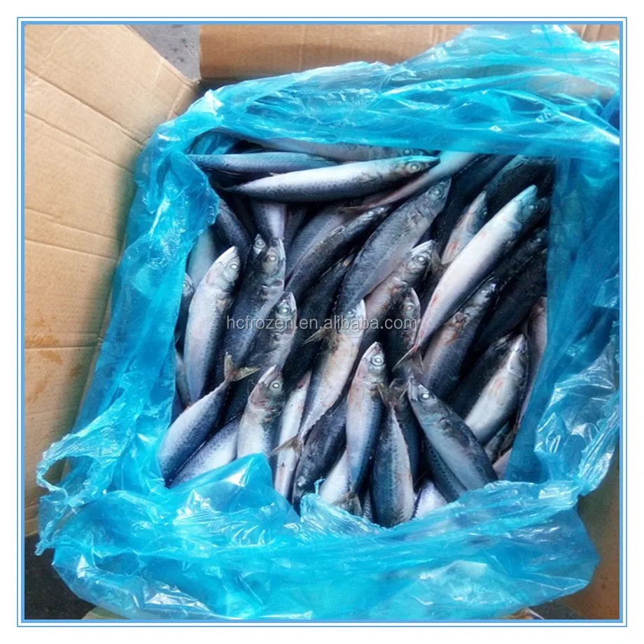 Новинка 2016, свежие морские продукты, замороженная Тихоокеанская скумбрия IQF