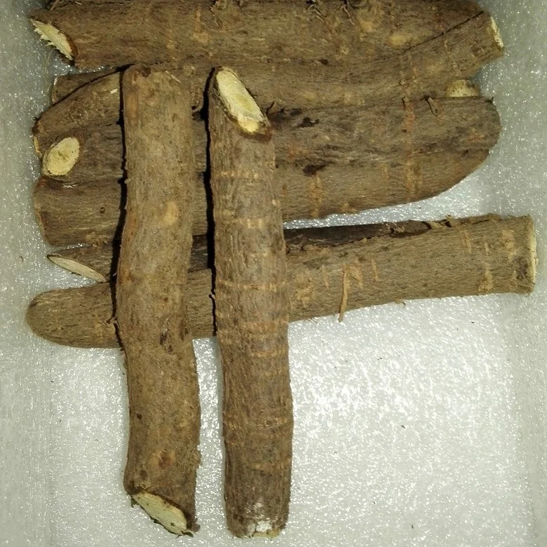 99% purity pao tong fast growing tree seeds paulownia elongata root cutting