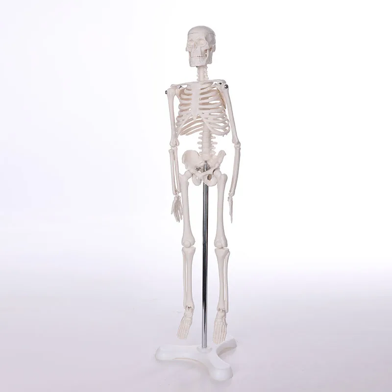 High quality Biological Anatomy entire human skeleton