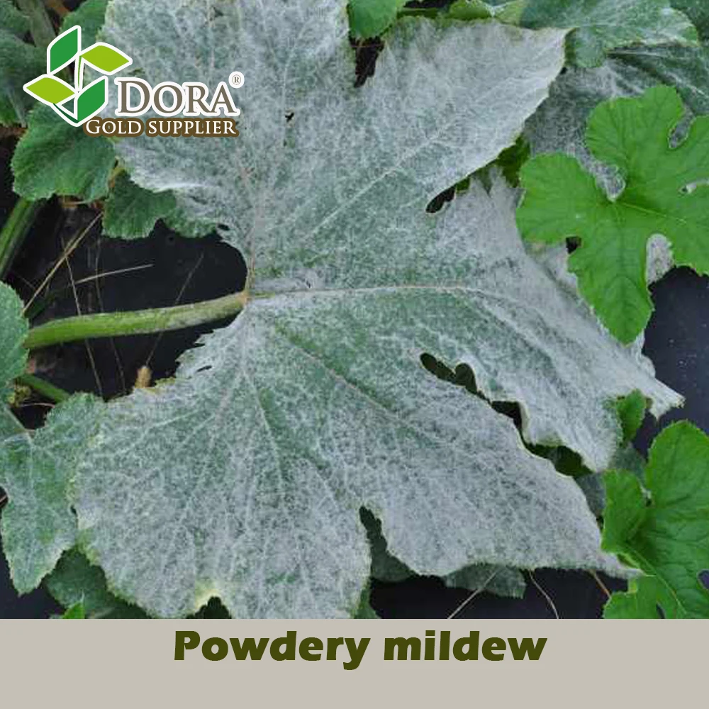 2 billion cfu/g Trichoderma Viride as Mosaic disease, Early blight, Late blight Defender