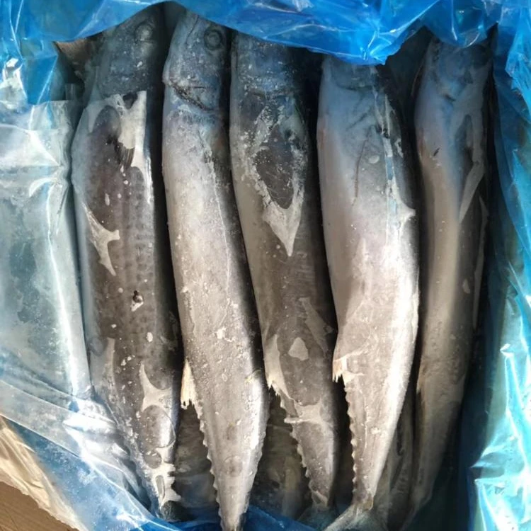 Hot Sale and High Quality Frozen Spanish Mackerel