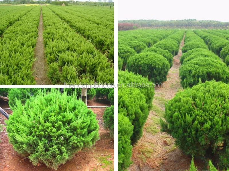 The Landscape tree Dragon juniper seedling