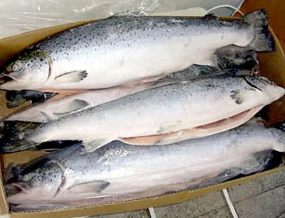 
Farmed salmon 