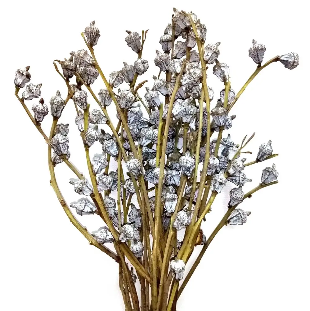 Dried natural Eucalyptus branch fruit globules, fragrance flower for floral arrangement