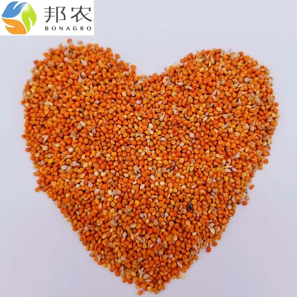 
 Красный пшит в шелушке  