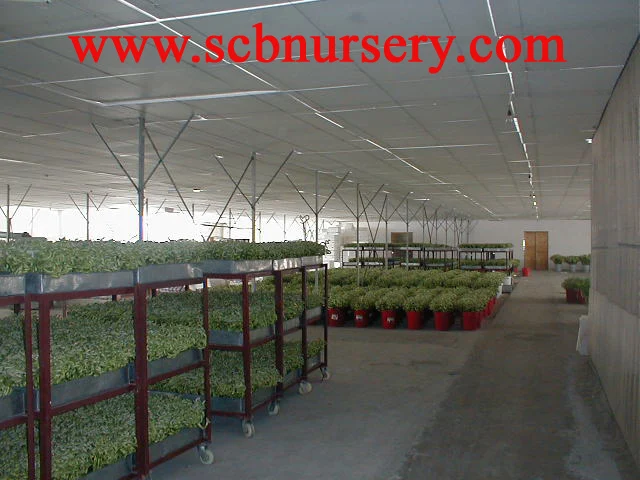 
Lucky bamboo Dracaena Sanderiana cage 