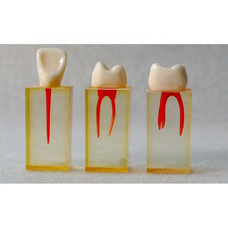 Dental teeth root canal model
