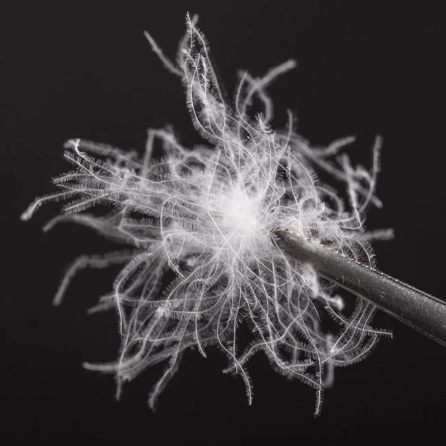 Nature snow white goose down 95% 800FP