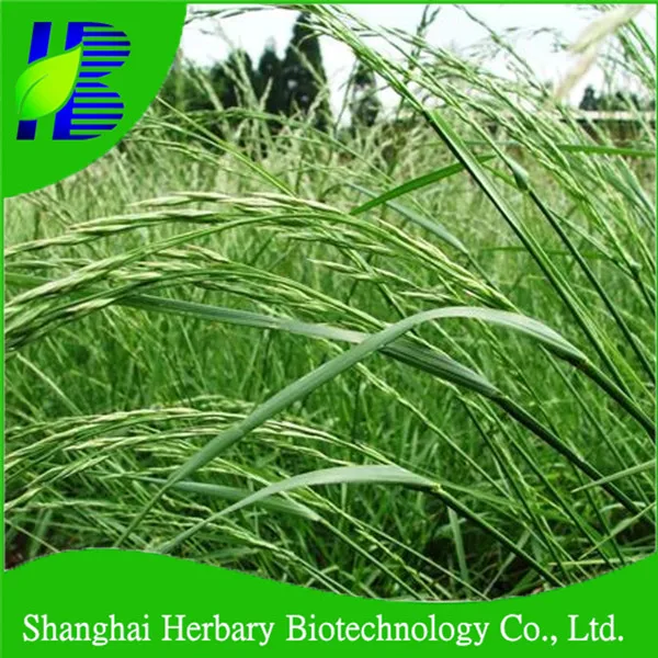 
2021 New Ornamental Grass Seeds Tall Fescue Seeds, Sheep Fescue Seeds For Turf 