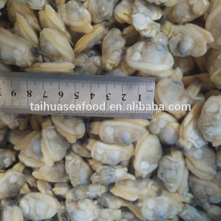 wholesale all kinds of the scallop and fresh clam meat in season