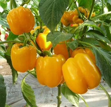 
HSP06 Shang yellow F1 hybrid bell/sweet pepper seeds for planting 