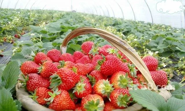 New Crop FD Strawberry Whole Frozen Dried  Strawberry  Healthy Snack