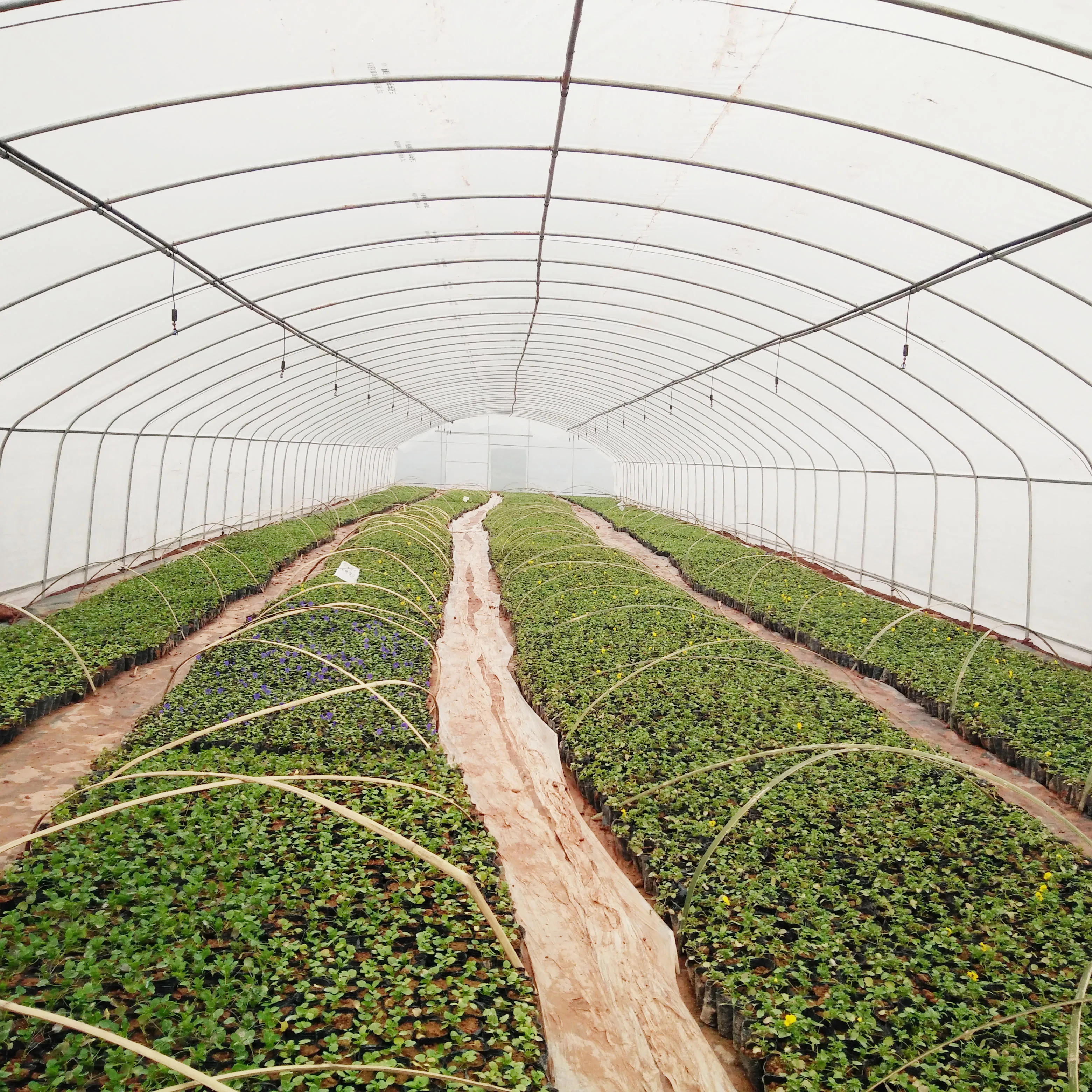 China Brand Factory Price UV Treated Agricultural Plastic Film Tunnel Greenhouse With 150/200 micron film