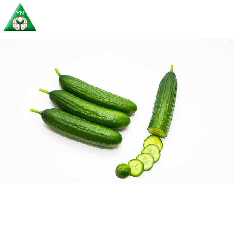 F1 гибридные гладкие партенокарпы, семена огурцов для теплицы MALOENE F1