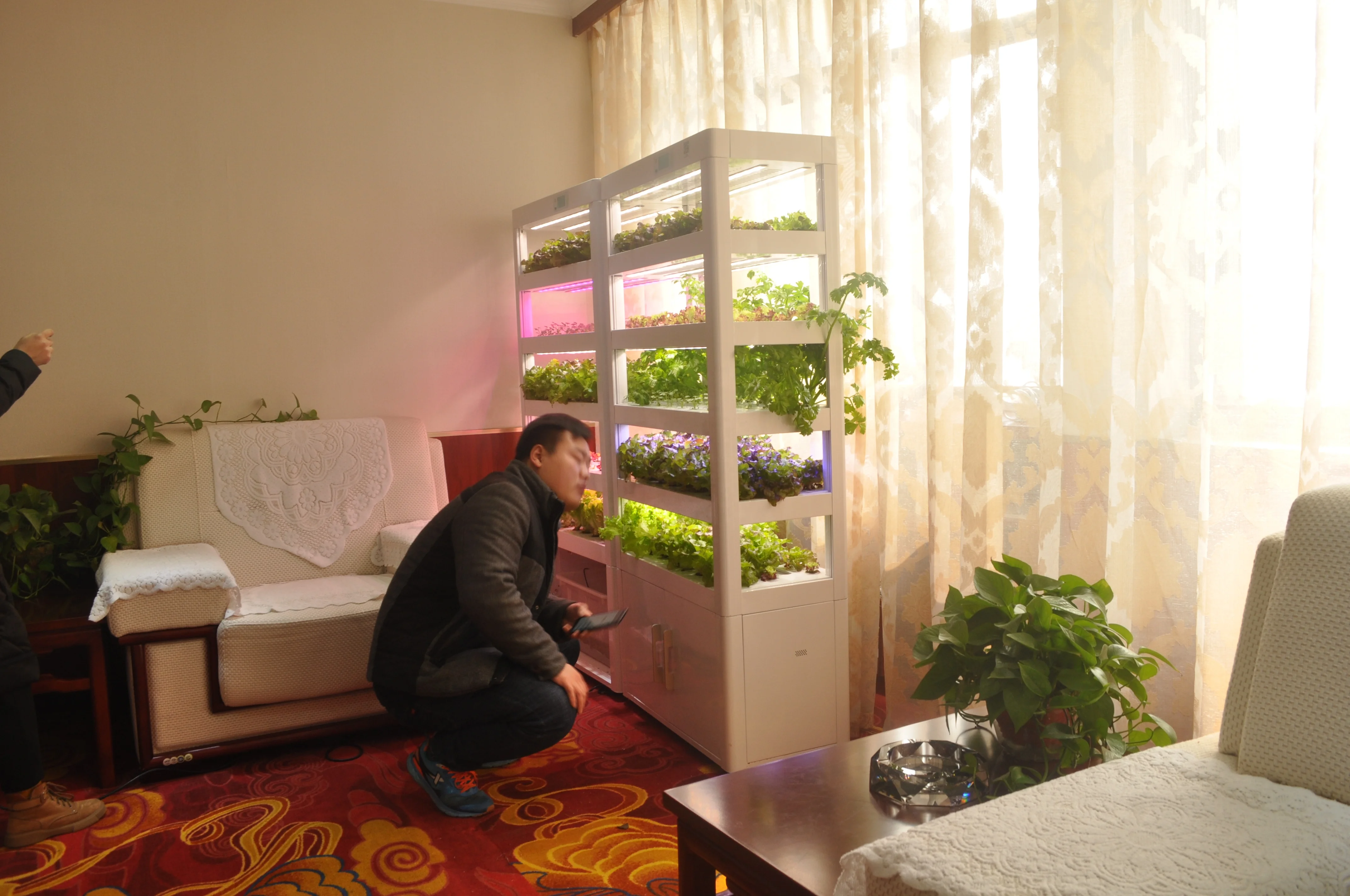 
Hydroponic Tomatoes Complete Grow Indoor Systems Cabinet Green House Commercial Hydroponic Equipment for Leaf Plants 