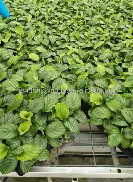  Калатея orbifolia поднос саженцев H8-10cm