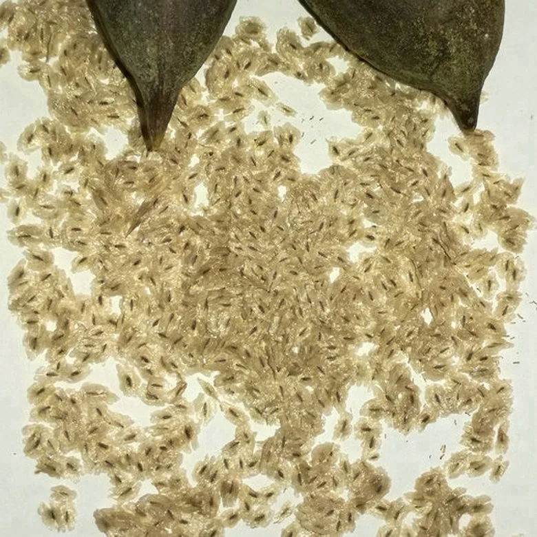 Семена деревьев принцессы, новинка 100%, свежий быстрорастущий китайский павловния хорошего качества для посадки