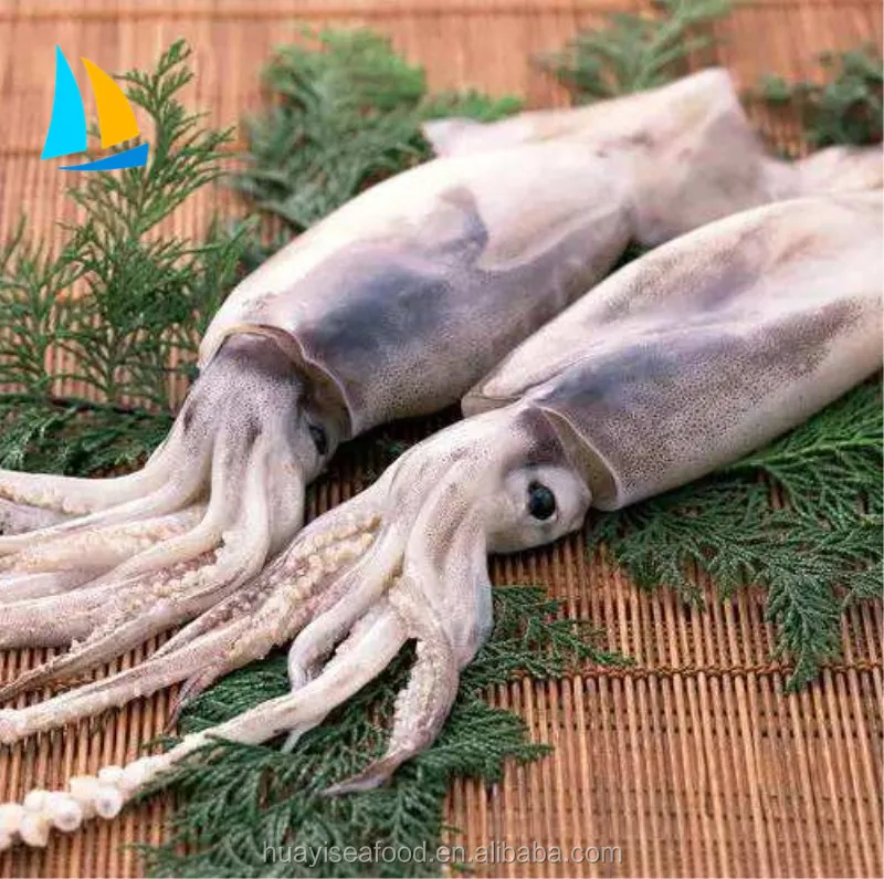 frozen seafood illex argentinus squid with Competitive Price