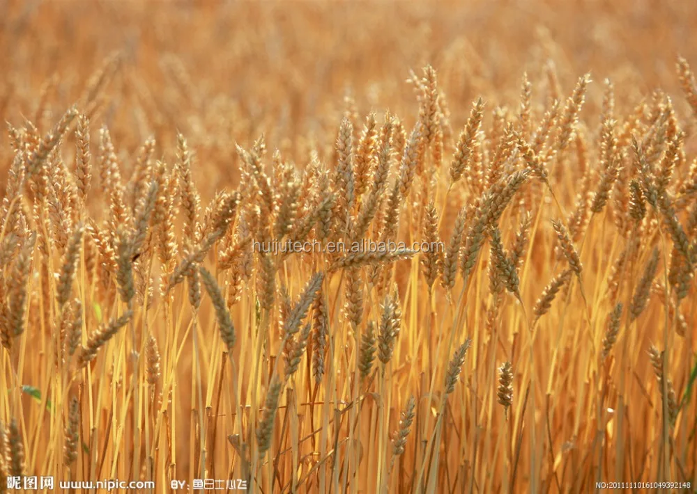 220V/380V manufactured cheap price straw grain crusher /corn hammer mill  HJ-G002