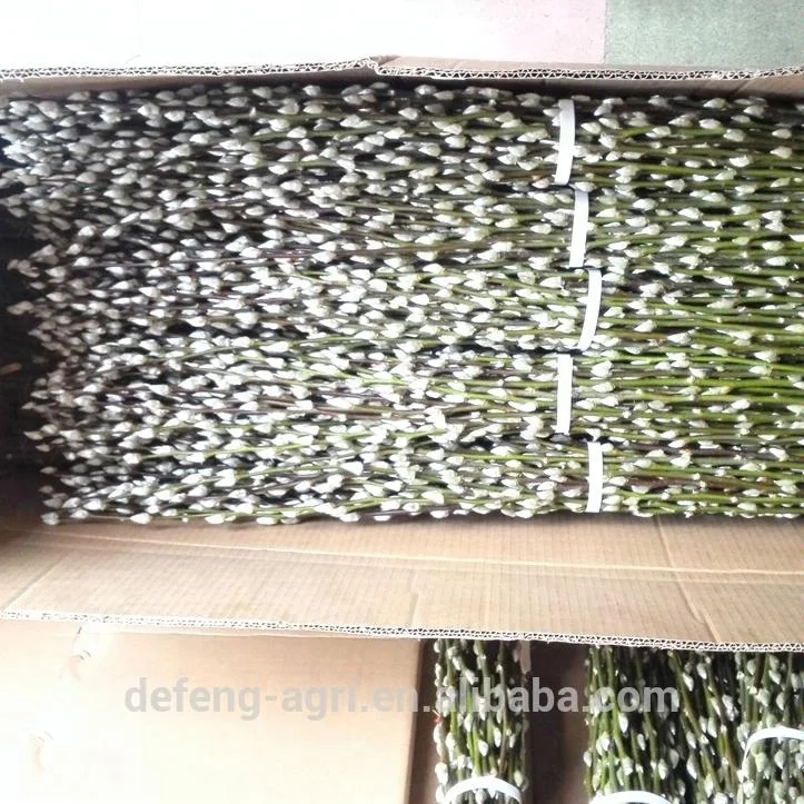 Hot sale fresh flower pussy willow salix for traditional celebration cut flower