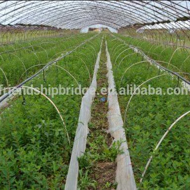 
fruit tree Lonicera caerulea var. edulis plants for exportation 