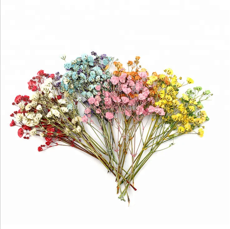 Настоящие сушеные прессованные цветы Babysbreath