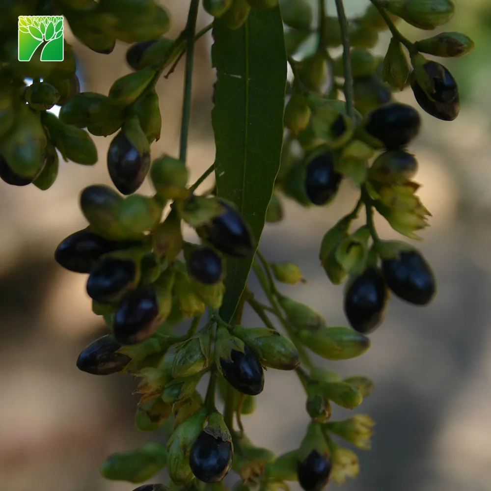 
Wholesale 2.4-3 spacing night-blooming jasmine shrub tree Cestrum nocturnum 