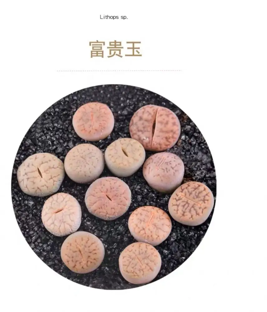 Indoor plant perennial nature product Succulent plants Lithops seeds