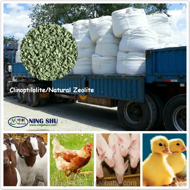 Animal feed natural zeolite for fodder animal breeding(swine, ruminant and poultry)