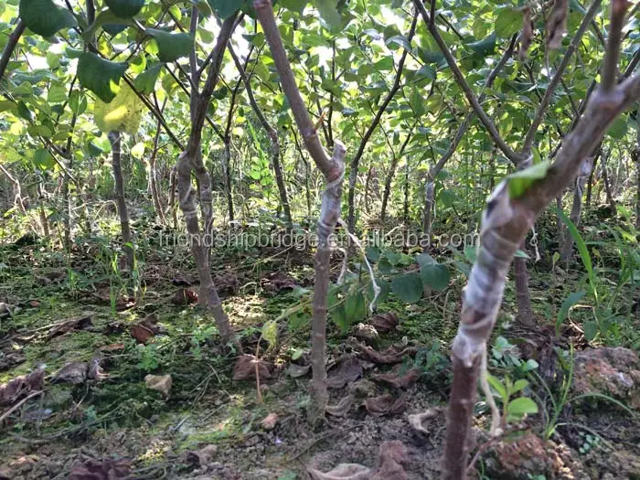 
Fujian natural plant Jujube fruit tree seedling 