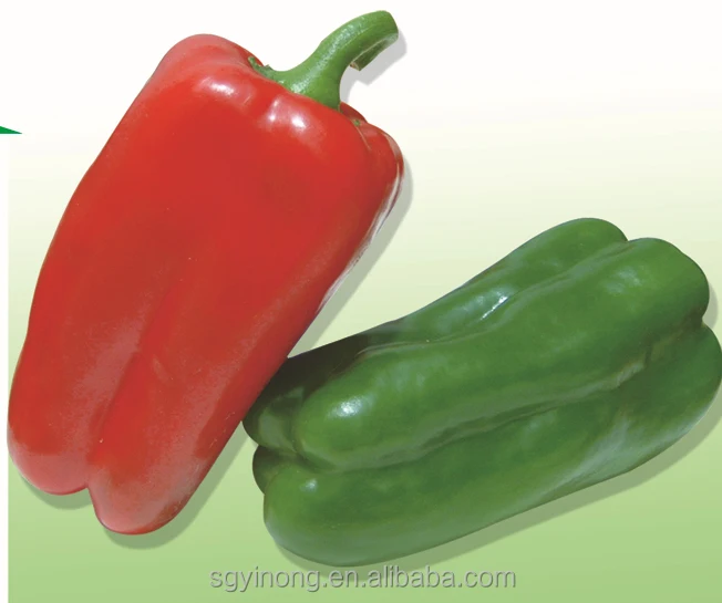 
Angus F1 hybrid cold resistance high yield sweet pepper seed 