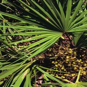 
High Quality Natural Plant Saw Palmetto Extract Powder 