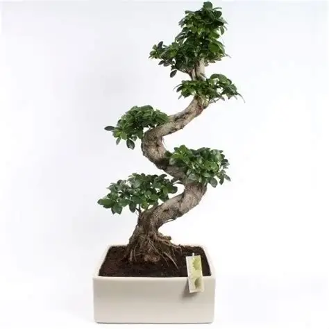 Nice shape Ficus microcarpa S shape H50cm