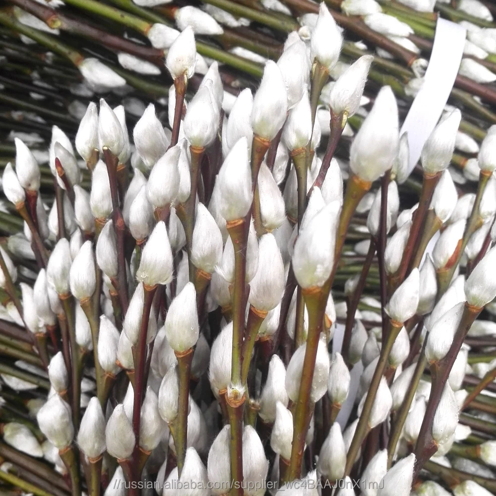 Лидер продаж свежих срезанных цветов белой ивы Salix обработки типа цветок для Празднование украшения дома