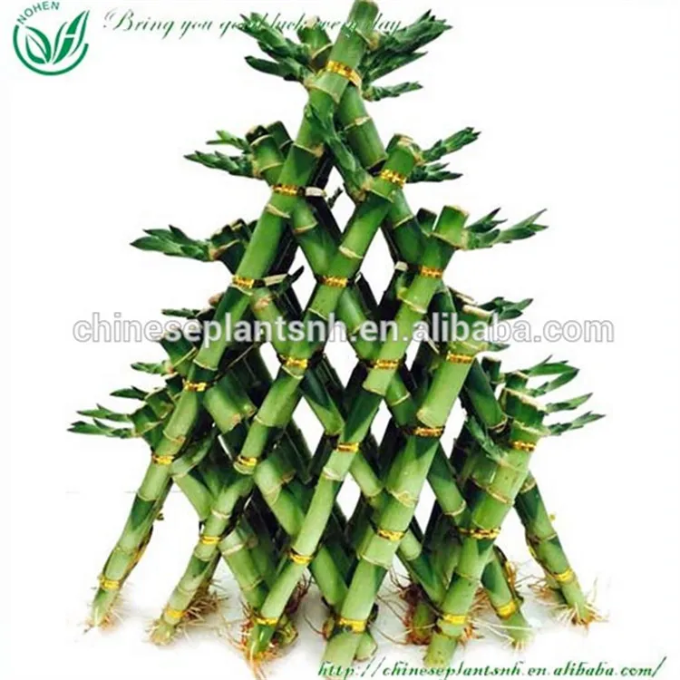 
Feng shui plants triangle tower lucky bamboo living room decor 