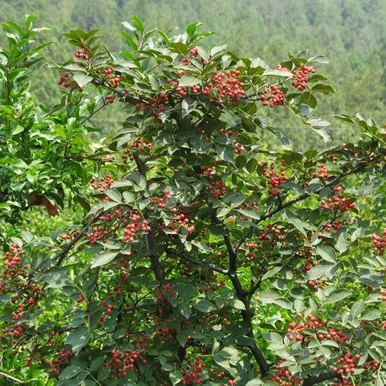 
New products high quality natural spices Chinese prickly ash Sichuan pepper Szechuan pepper 
