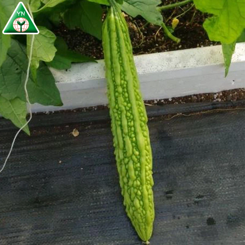 
Hybrid Bitter Melon Seeds Bitter Gourd Seeds BUMPER F1 