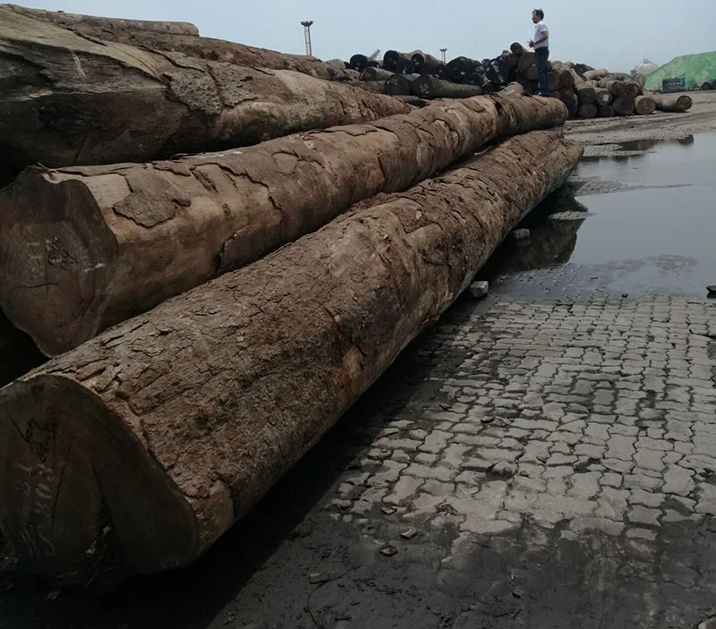 Doussie , Sapelli , Tali , Teak , Pachyloba Wood Logs